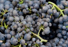 Pinot Noir  grape vine- 3