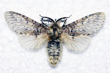 🦋 Puss Moth (Cerura vinula)