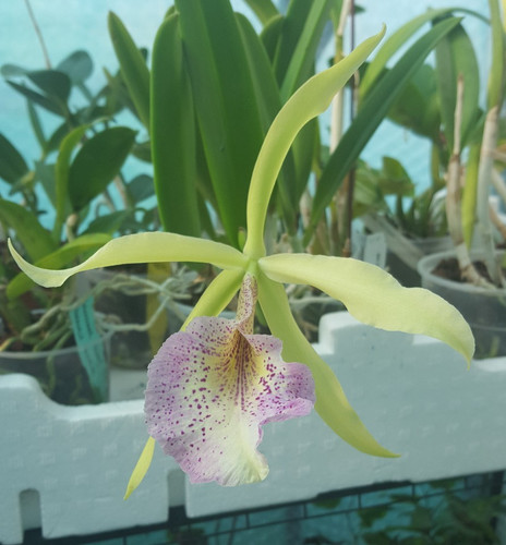 Cattleya saint andre - saint,