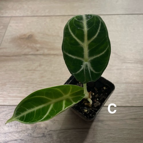 Rare alocasia ninja velvet - rare,