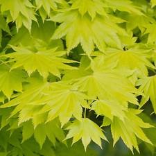 Acer shirasawanum 'Aureum' |