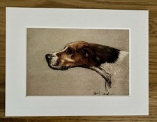 Pointer Dog Print By Cecil