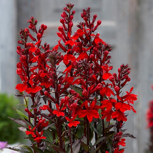 Lobelia scarlet princess red - scarlet,