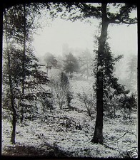 Glass Magic Lantern Slide TREE