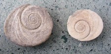 Small snail shell sliced - 2,