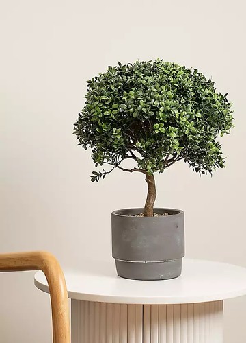 Mini topiary plant 164 - la,