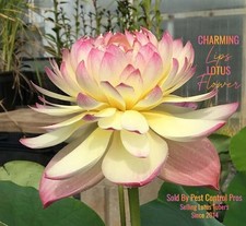 CHARMING LIPS ~  Live Hardy