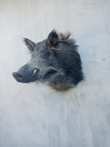 Wild boar taxidermy - taxidermy, head