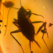 ROACH in Burmese / Burmite