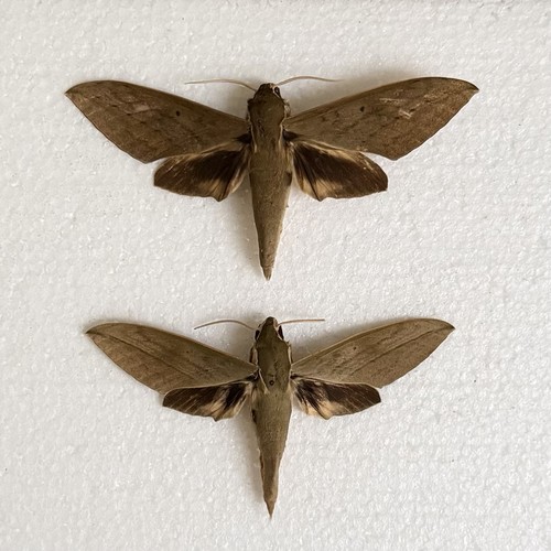 Entomology theretra clotho - theretra,