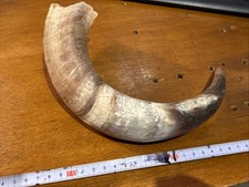 Vintage Natural Bull Cow Horn Western Decor Cowboy Ranch Decor Ornaments Animal