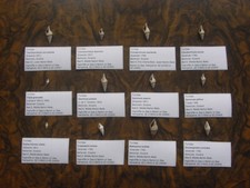 12 Labelled Different Bartonian Eocene Fossil TURRIDAE species Barton Beds UK