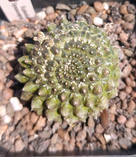 Euphorbia gymnocalycioides - gymnocalycioides,
