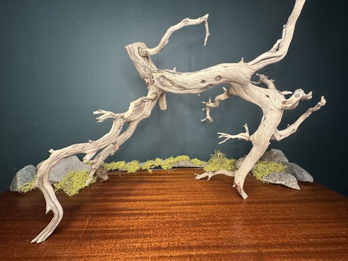 Large manzanita - large,