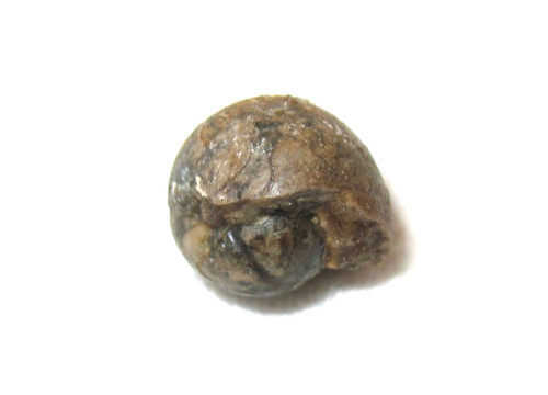Mississippian ammonite