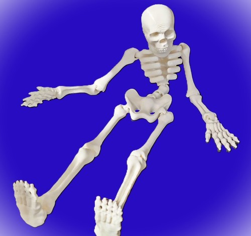 Articulated skeleton fidget - articulated,