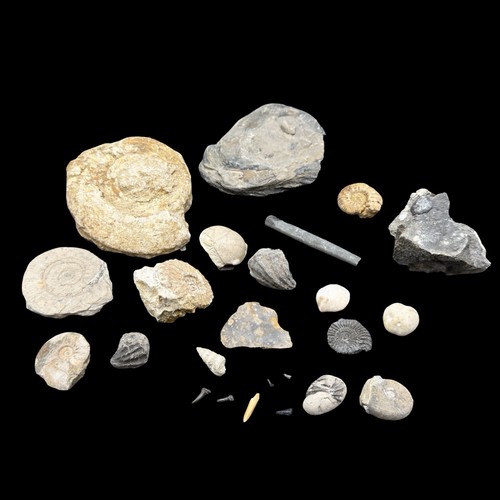 1kg british fossil mix - 1kg,