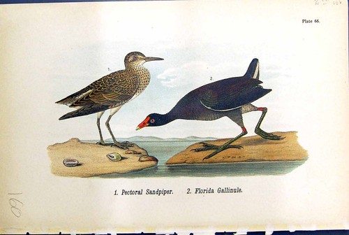 Old pectoral sandpiper - old, florida