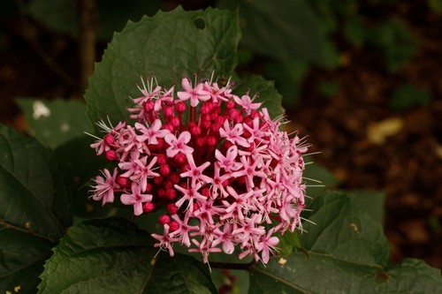 Clerodendrum bungei glory - clerodendrum,
