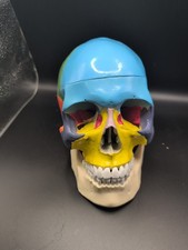 Colored anatomical human skull - anatomical,