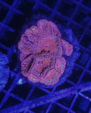 Blastomussa Wellsi Colony