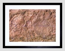 SCIENCE ARCHEOLOGY DICKINSONIA EDIACARAN BIOTA FOSSIL FRAMED ART PRINT B12X11246