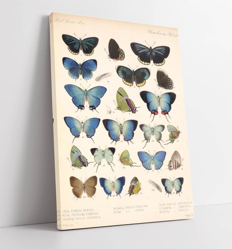 Blue papillion butterfly - blue,