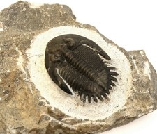 Fossil Trilobite Mrakibina