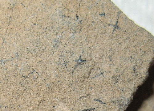 Cambrian sponge fossil - ,