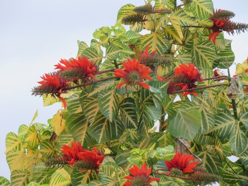 Erythrin variegated indica - 5,