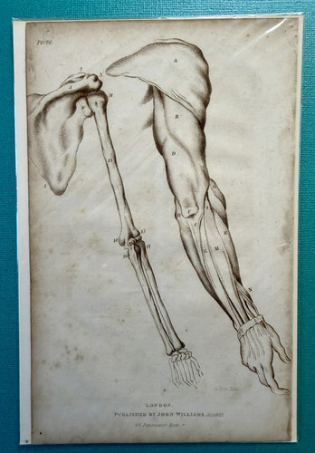 Alexander burnett the medical - alexander,