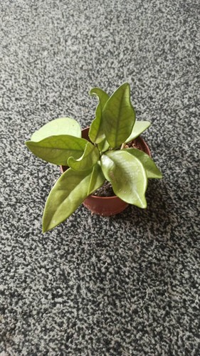 Hoya carnosa wax plant - hoya,