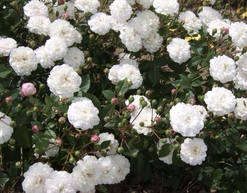 Felicite perpetue rambling - 'felicite, perpetue'