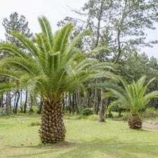 2 - 3 ft Phoenix Canariensis