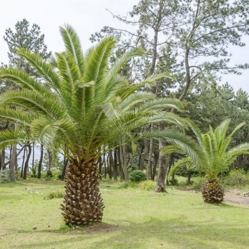 Ft phoenix canariensis - ft,