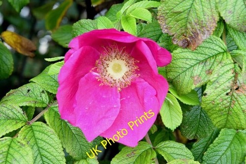 Photo 6x4 dog - photo, flower