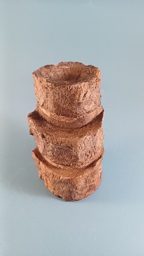 Ichthyosaur fossil vertebrae - ichthyosaur,