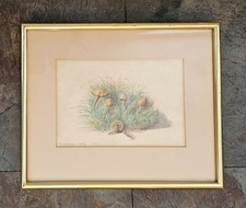 Framed Antique Watercolour Print - Garden Toadstools - 1874 Signed M.M.C.