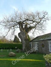 Photo 6x4 An old tree