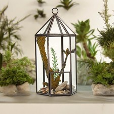 Glass Terrarium - Lantern