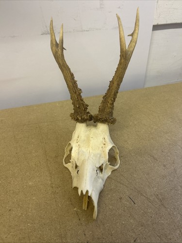 Roe deer skull with - skull,