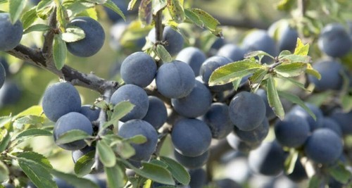 2lb freshly frozen - freshly, sloes