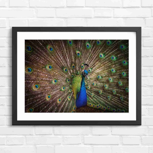 Peacock feather display art - display,