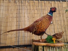 Ringneck rooster pheasant - rooster,