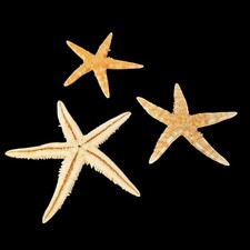 Natural Real STARFISH Star