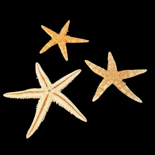 Natural real starfish - natural, star