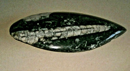Polished genuine orthoceras - polished,