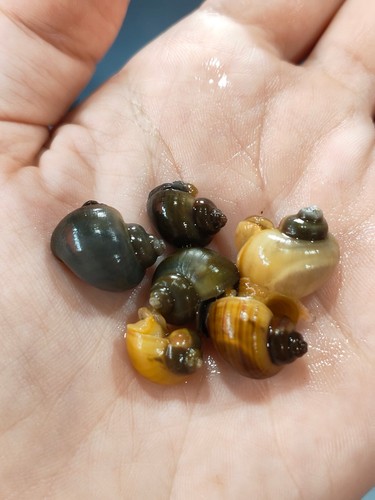 Baby mystery snails - baby,