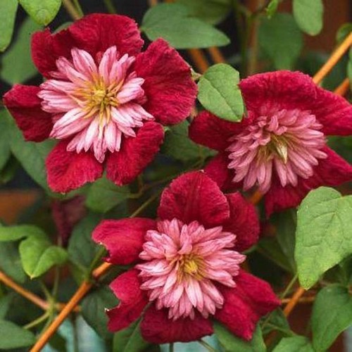 Double red clematis seeds - double,