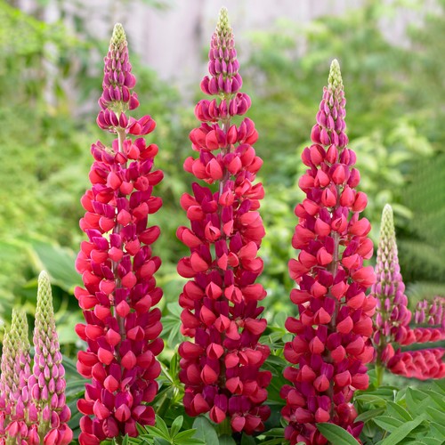 Lupin red rum - red, upright
